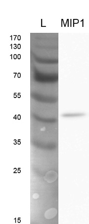 western blot using anti-CreMIP1 antibodies